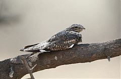 Lesser Nighthawk